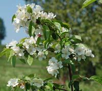 Malus Floribunda